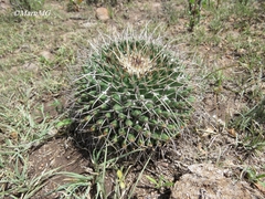 Mammillaria gigantea