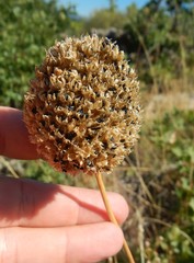 Allium sphaerocephalon