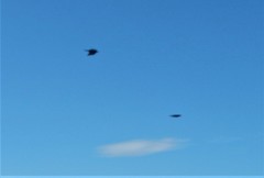 Pyrrhocorax pyrrhocorax