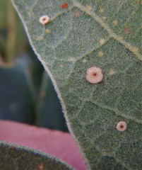 Neuroterus quercusbaccarum