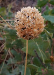 Allium sphaerocephalon