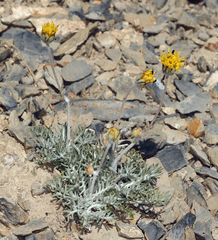 Hymenopappus filifolius nanus