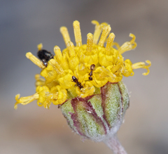 Hymenopappus filifolius nanus