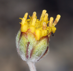 Hymenopappus filifolius nanus