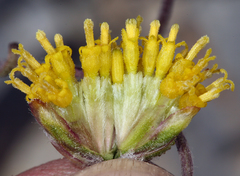 Hymenopappus filifolius nanus