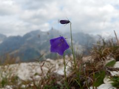 Campanula rotundifolia