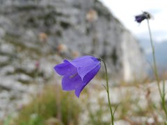 Campanula rotundifolia