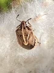 Trichopepla atricornis