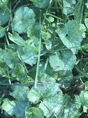 Glechoma hederacea