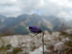 Campanula rotundifolia