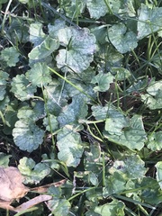 Glechoma hederacea