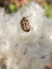 Trichopepla atricornis