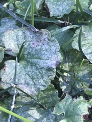 Glechoma hederacea