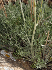 Hymenopappus filifolius nanus