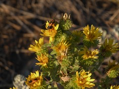 Grindelia subalpina