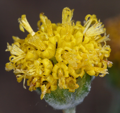 Hymenopappus filifolius nanus