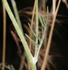 Hymenopappus filifolius nanus