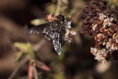 Chrysanthrax vanus