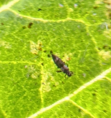 Caliothrips