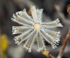 Hymenopappus filifolius nanus
