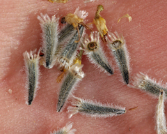 Hymenopappus filifolius nanus