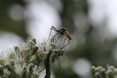 Toxorhynchites rutilus septentrionalis