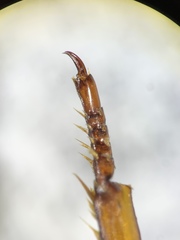 Dineutus discolor