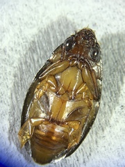 Dineutus discolor
