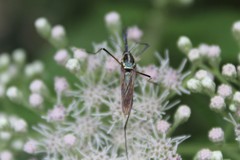 Toxorhynchites rutilus septentrionalis