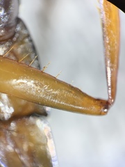 Dineutus discolor