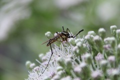 Toxorhynchites rutilus septentrionalis