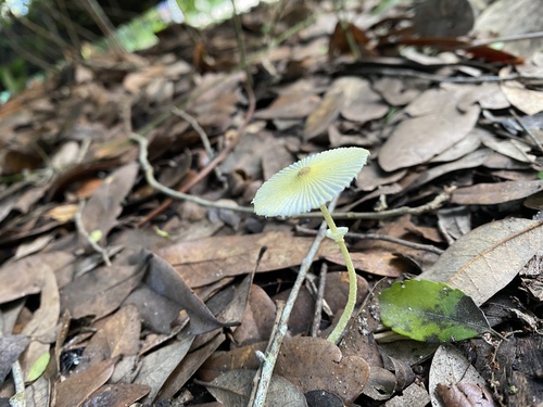 Leucocoprinus fragilissimus image