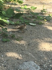 Zonotrichia leucophrys