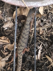 Elgaria multicarinata webbii