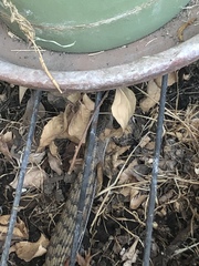 Elgaria multicarinata webbii