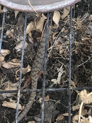 Elgaria multicarinata webbii