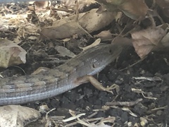 Elgaria multicarinata webbii