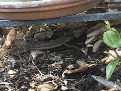 Elgaria multicarinata webbii