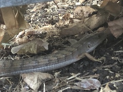 Elgaria multicarinata webbii