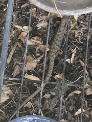 Elgaria multicarinata webbii