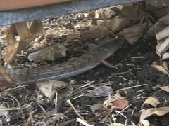 Elgaria multicarinata webbii