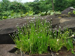 Eriocaulon tuberiferum