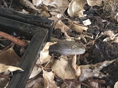 Elgaria multicarinata webbii