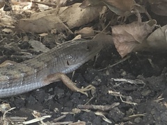 Elgaria multicarinata webbii