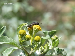 Acmaeodera flavopicta