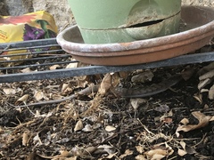 Elgaria multicarinata webbii