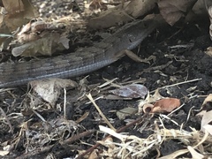 Elgaria multicarinata webbii