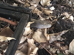 Elgaria multicarinata webbii