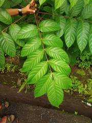 Lannea coromandelica