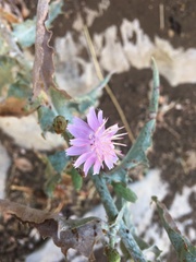 Stephanomeria cichoriacea